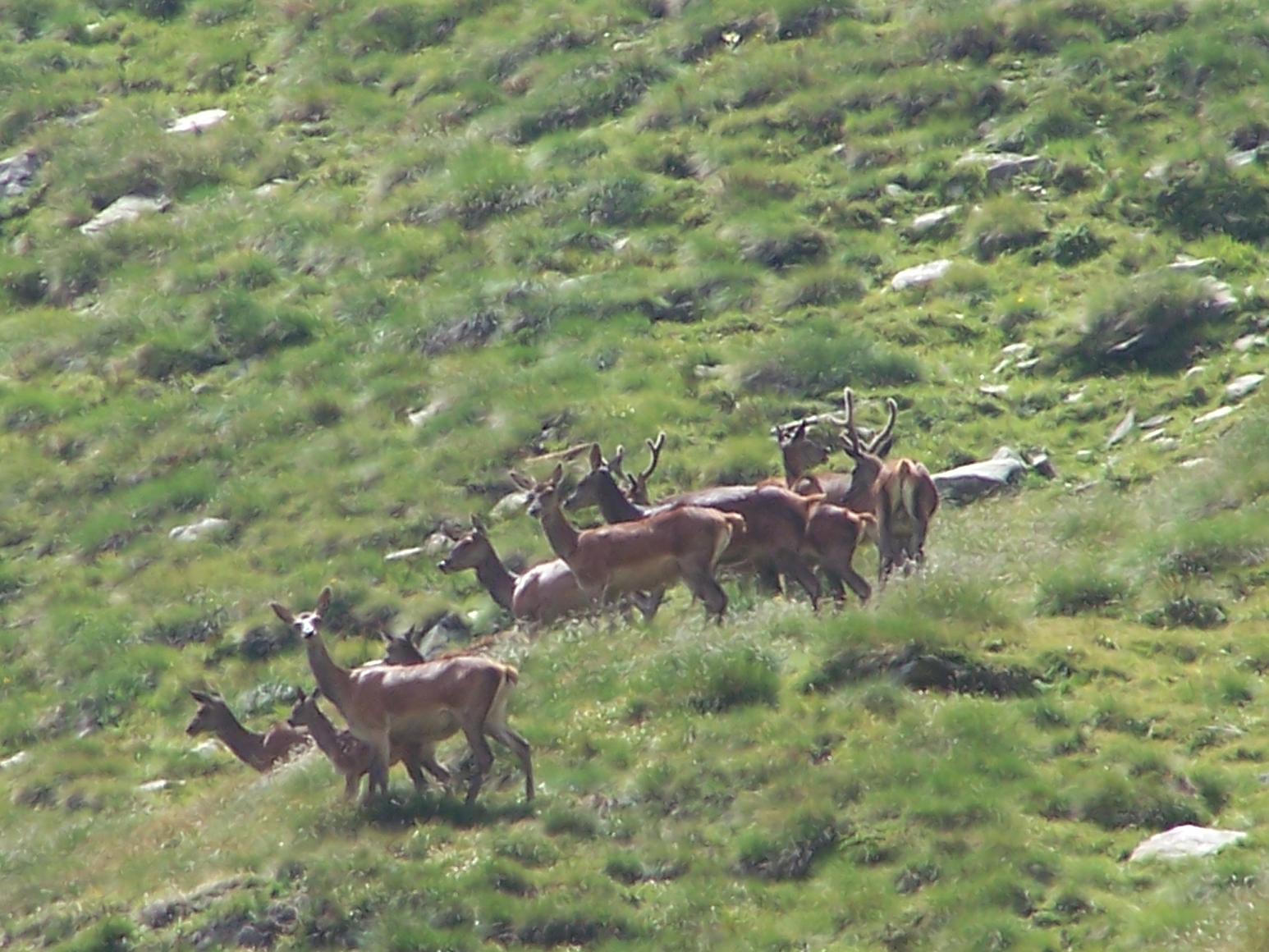 PASSIONE PER IL CERVO